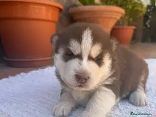 Husky Siberiano perros Husky siberiano - Anuncio 1