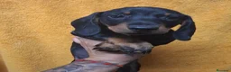 Teckel perros en venta: Teckel - Anuncio 6