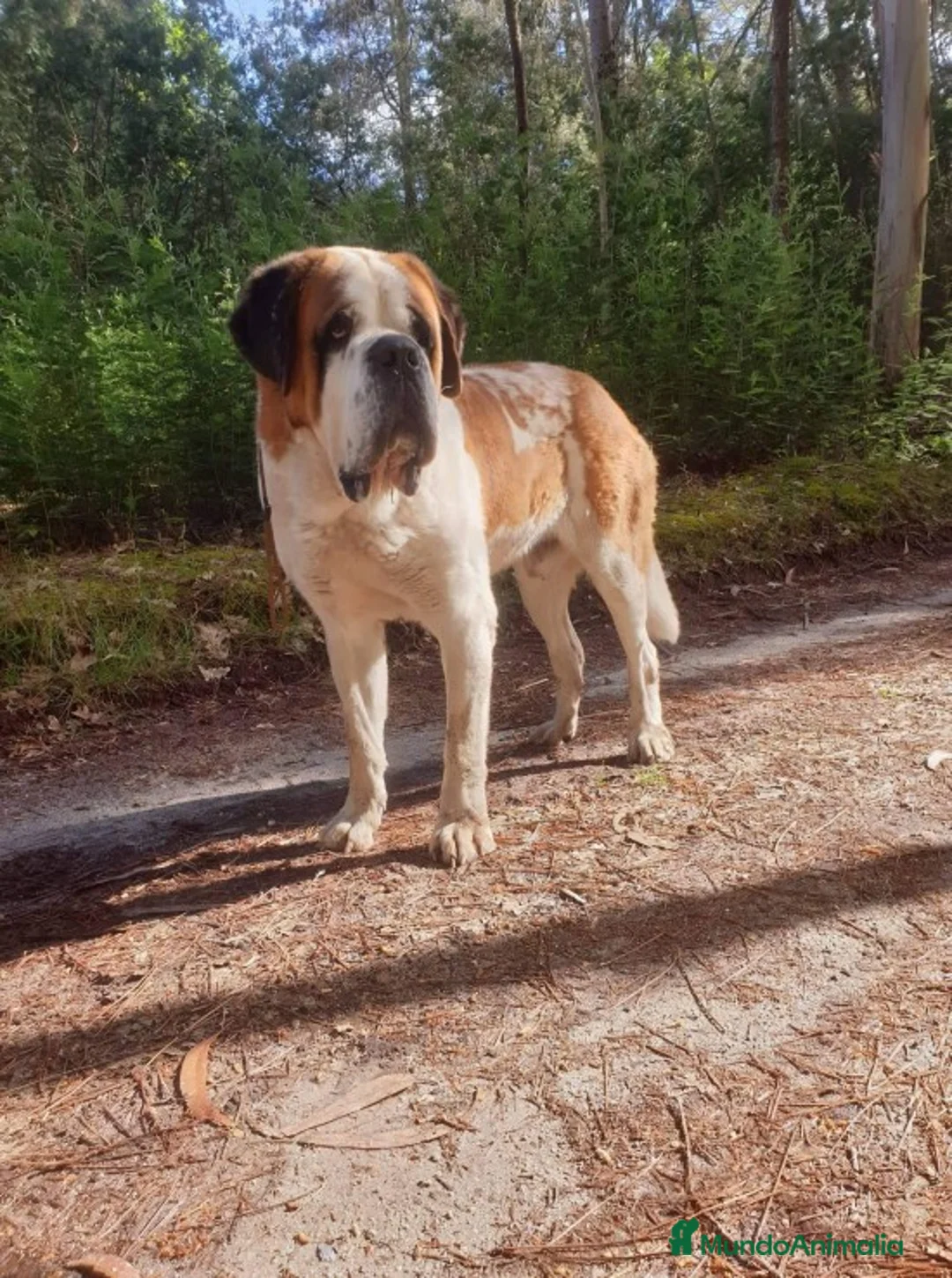 Imagen de galería {{count}}