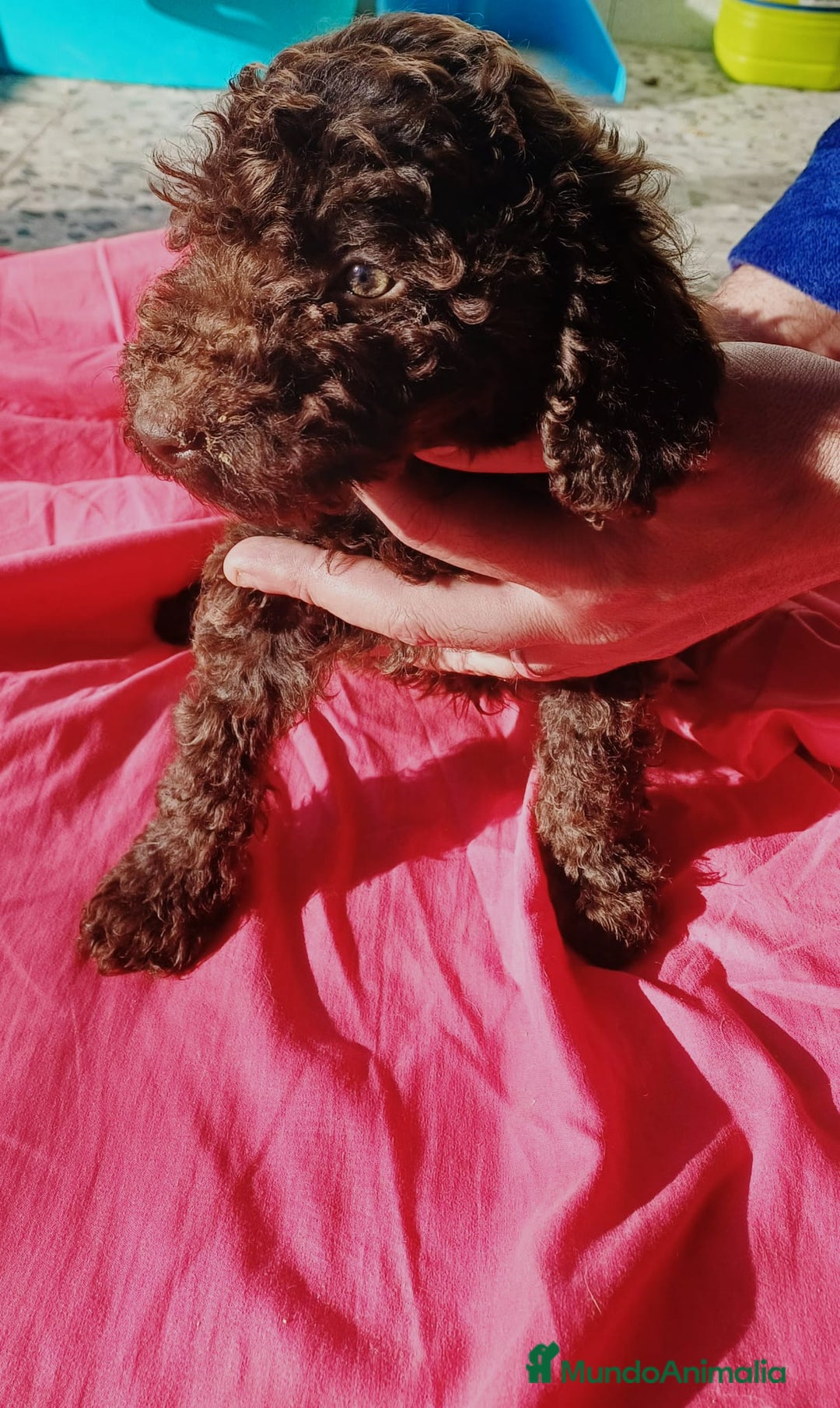 Caniche Enano perros en venta: CANICHE ENANO MARRONCITO  - Anuncio 2