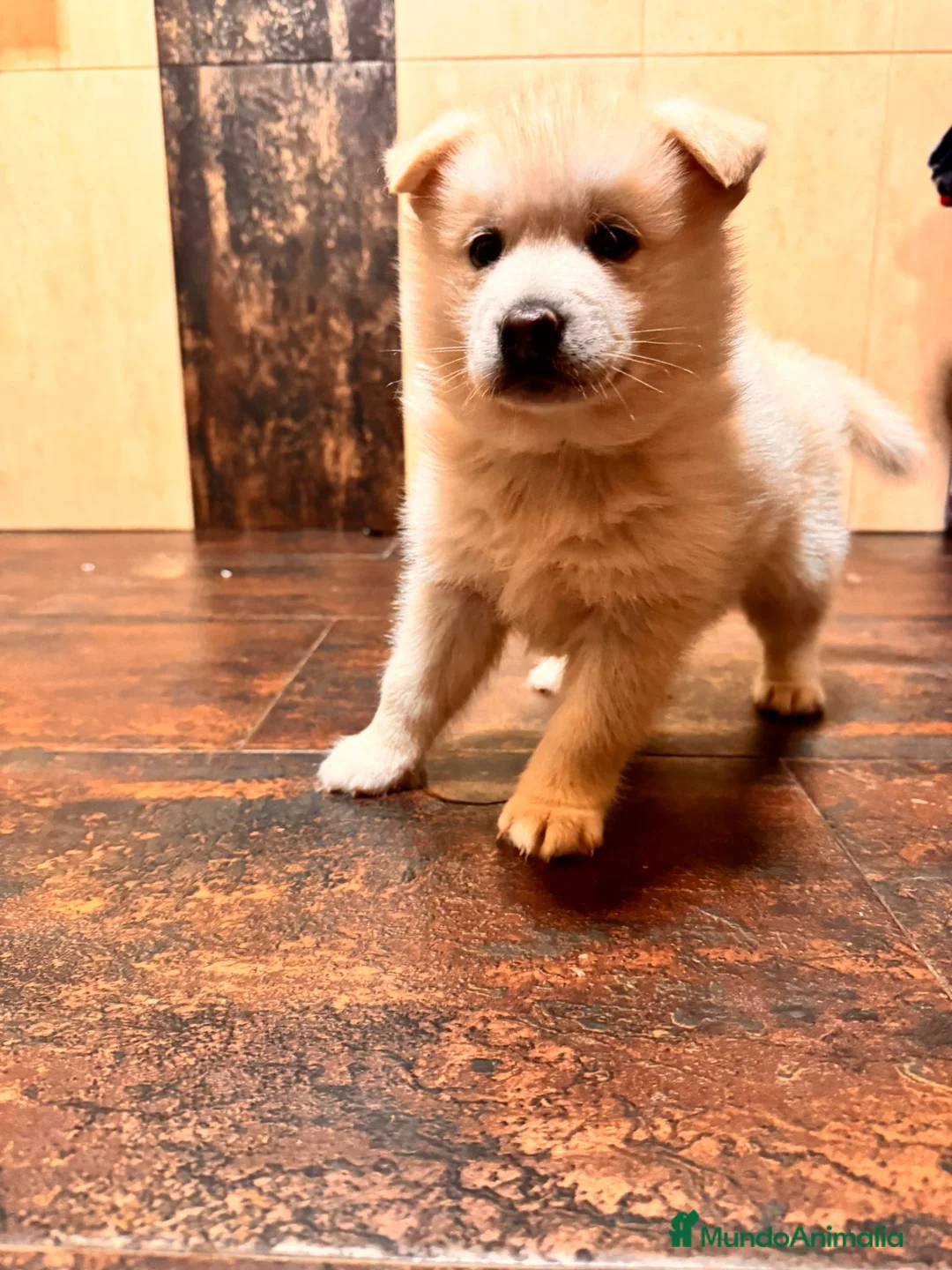 Pomsky perros en venta: Cachorro macho de Pomsky  - Anuncio 15