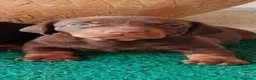 Teckel Miniatura perros en venta: Teckel  - Anuncio 1