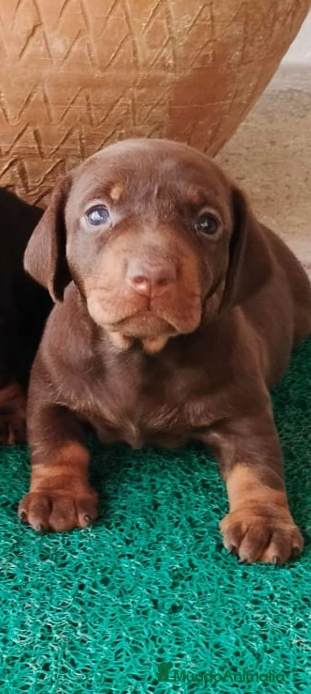Teckel Miniatura perros en venta: Teckel  - Anuncio 1