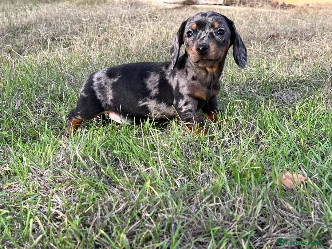 Teckel Miniatura perros en venta: Teckel miniatura !  en Ciudad Real - Anuncio 4