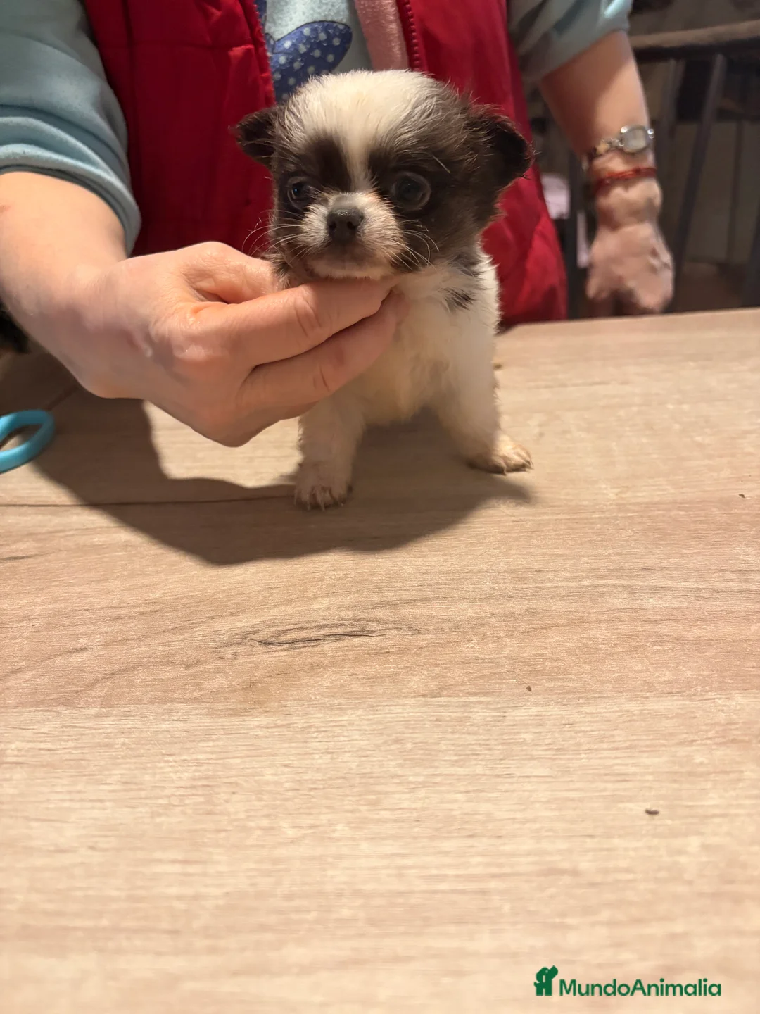 Chihuahua perros en venta: Chihuaha  - Anuncio 1