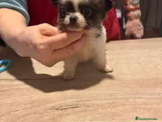 Chihuahua perros Chihuaha - Anuncio 1