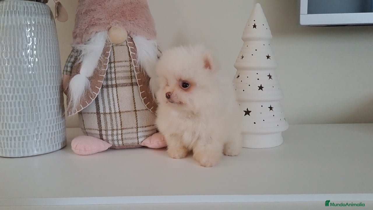 Pomerania perros Cachorrito Lulu de Pomerania Mini  - Anuncio 36