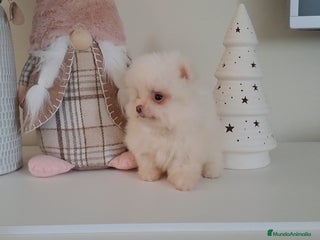 Pomerania perros Cachorrito Lulu de Pomerania Mini - Anuncio 36