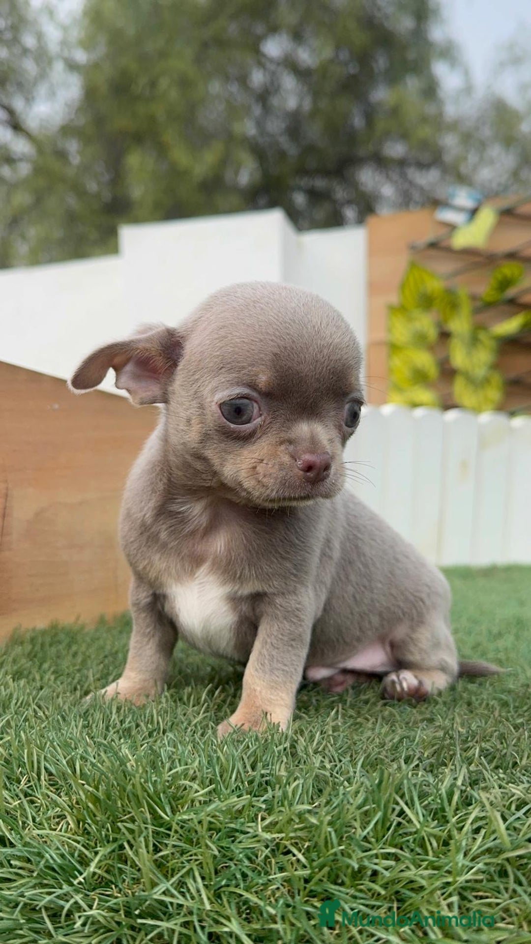 Chihuahua perros en venta: CHIHUAHUA MACHO LILAC AND TAN - Anuncio 12