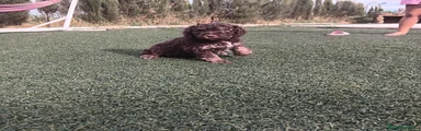 Perro de Agua Español 3