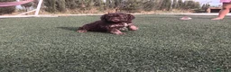 Perro de Agua Español perros en venta: PERRO DE AGUA ESPAÑOL - Anuncio 3