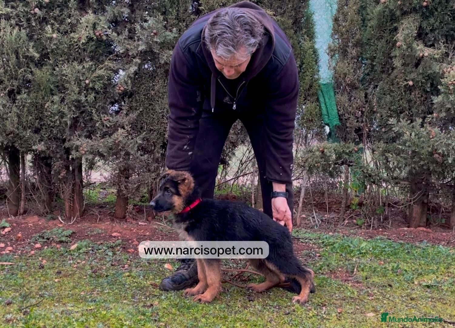 Pastor Alemán perros PASTOR ALEMAN MANTO NEGRO en Asturias - Anuncio 38