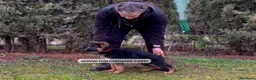Pastor Alemán perros en venta: PASTOR ALEMAN MANTO NEGRO en Asturias - Anuncio 1