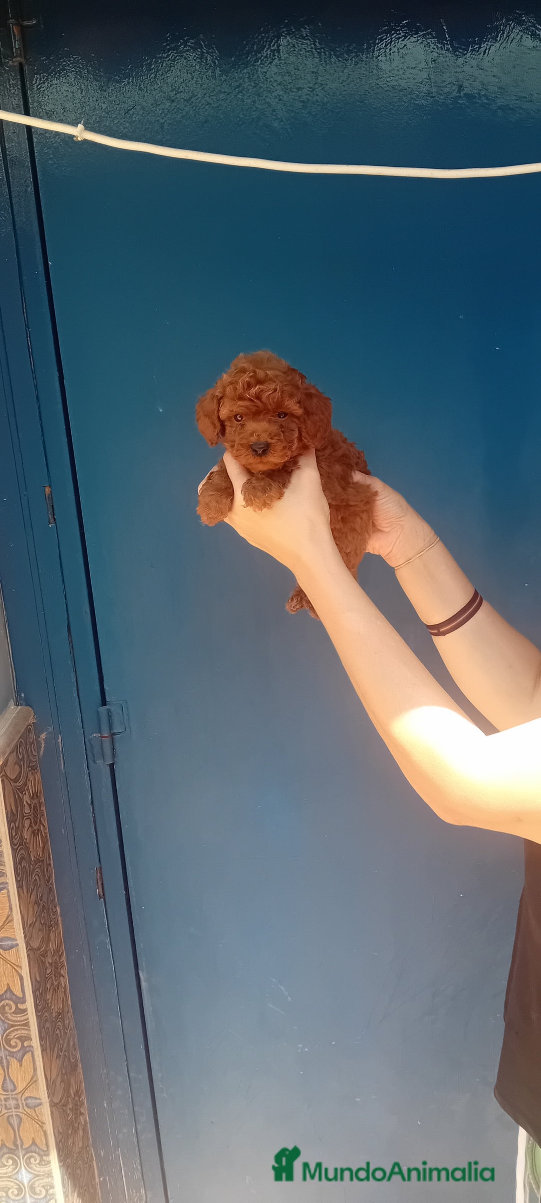 Caniche Toy perros en venta: ‼️‼️CANICHE TOY ROJOS - Imagen 2