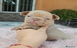 Bulldog Francés perros en venta: Bulldog francés isabella  - Imagen 1