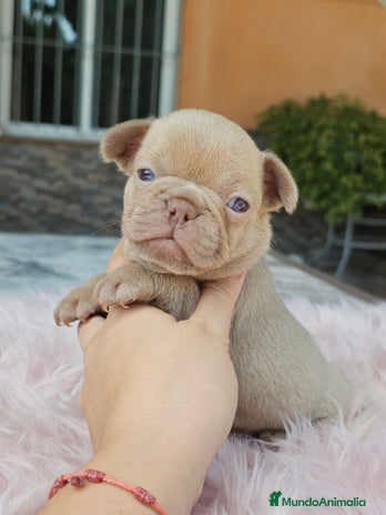 Bulldog Francés perros - Anuncio 3