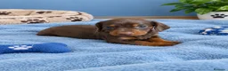 Teckel Miniatura perros en venta: TECKEL MINIATURA / KANNINCHEN - Anuncio 2