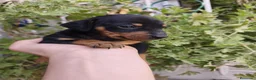 Pinscher Miniatura perros en venta: PINCHER EXCLUSIVOS. - Anuncio 4