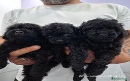 Caniche Toy perros en venta: Cachorros de caniche  - Imagen 3