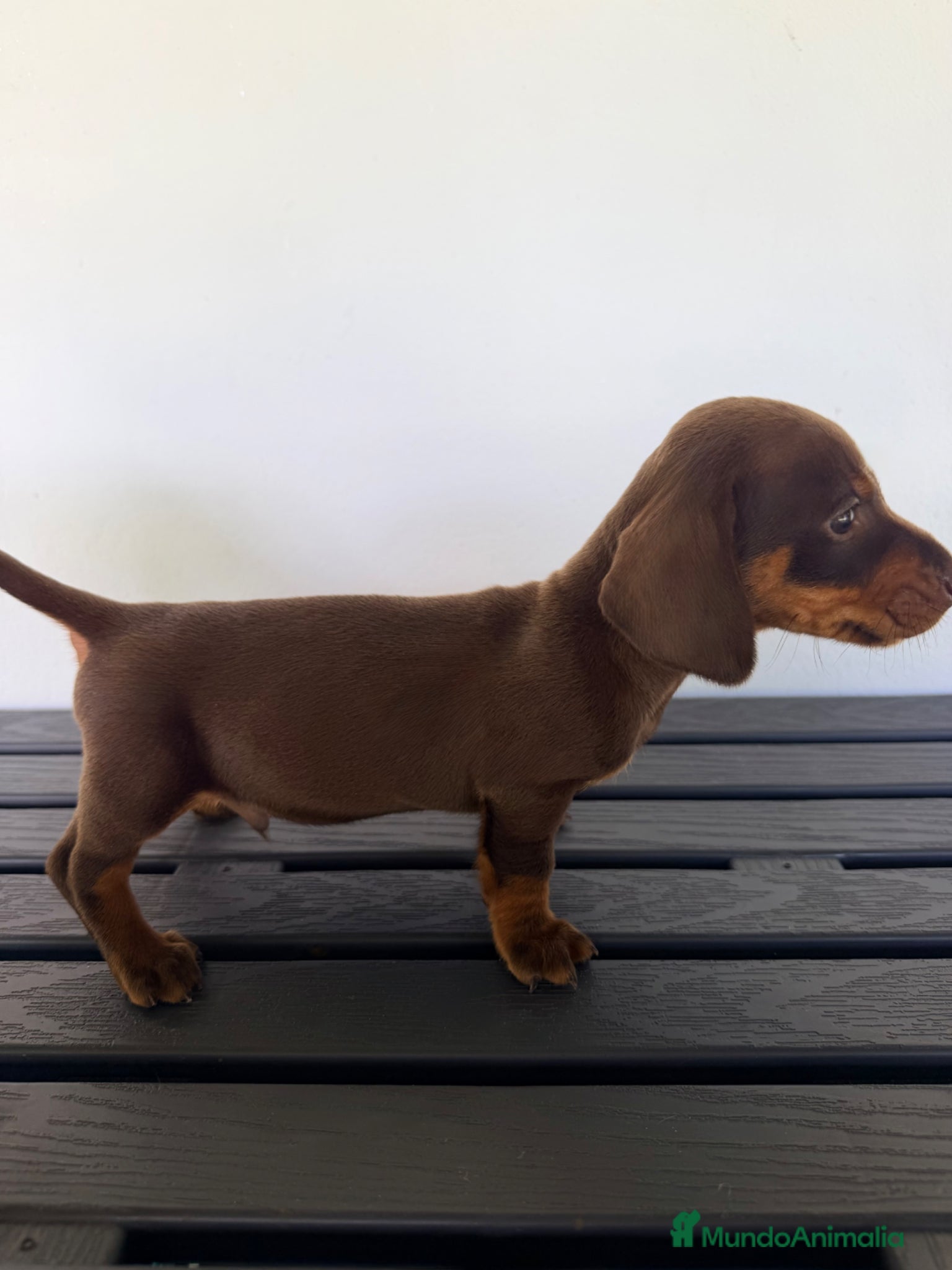 Teckel Miniatura perros TECKEL MINIATURA CHOCOLATE  - Anuncio 1