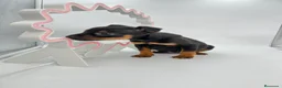 Pinscher Miniatura perros en venta: Pinscher miniatura ( TOY) en Ciudad Real - Anuncio 4