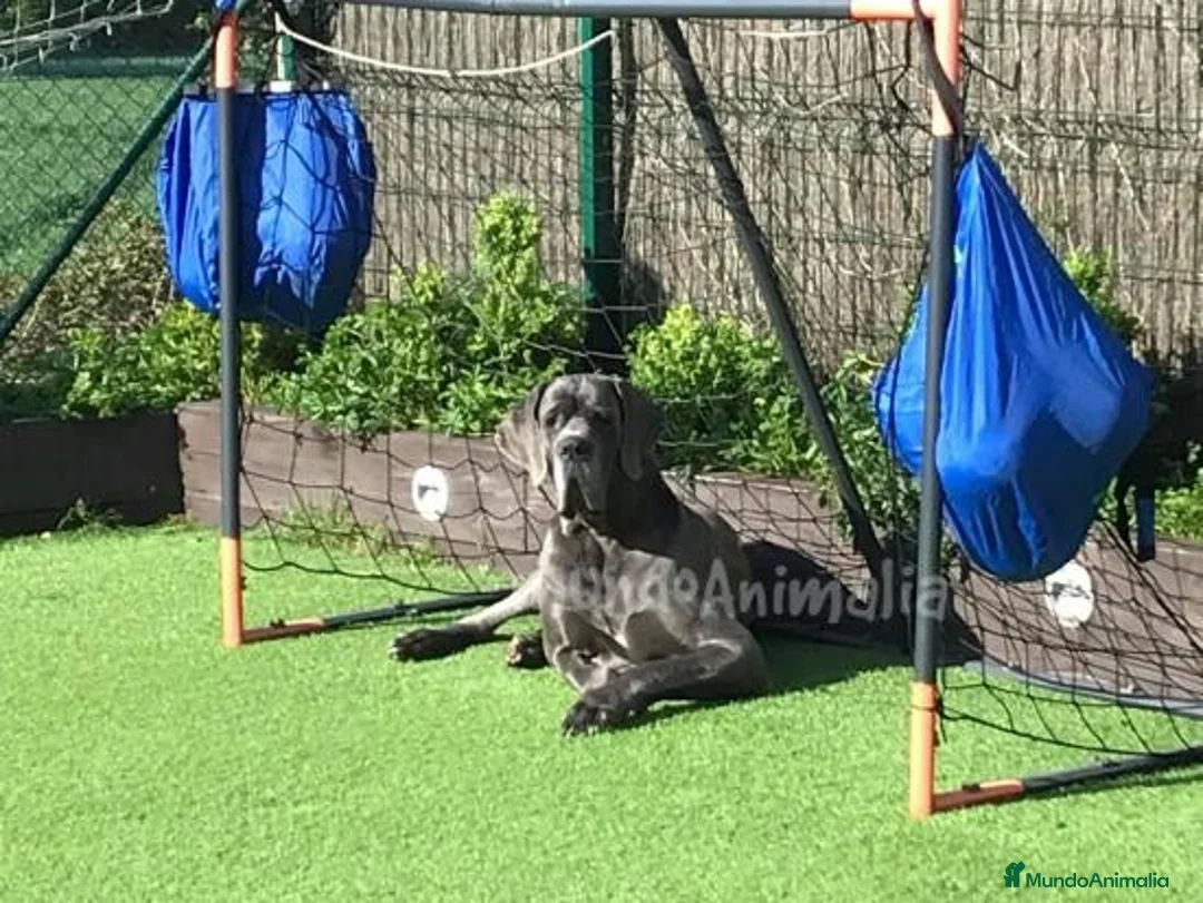 Imagen de galería {{count}}