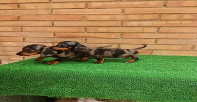Teckel perros - Anuncio 9