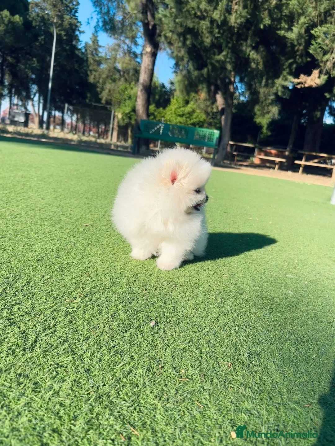 Pomerania perros en venta: Machito de lulu de pomerania  - Anuncio 2