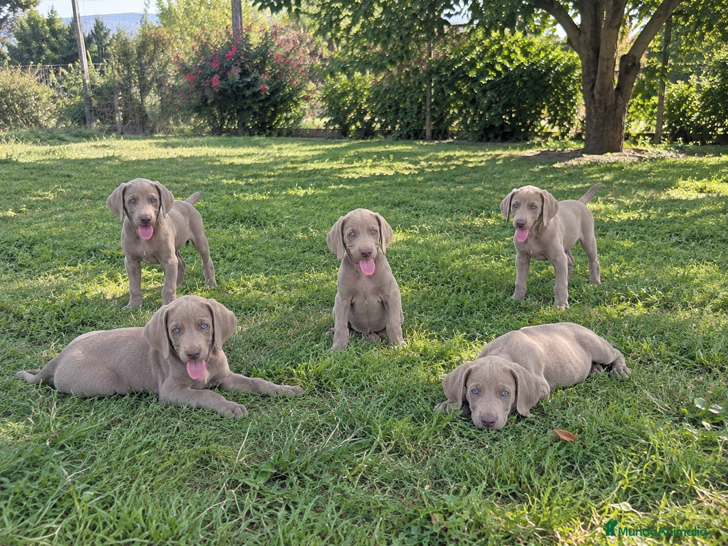 Weimaraner perros CACHORROS DE BRACO DE WEIMAR - Anuncio 1