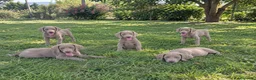 Weimaraner perros en venta: CACHORROS DE BRACO DE WEIMAR - Anuncio 1