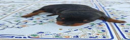Pinscher Miniatura perros en venta: Pinscher Miniatura Top - Anuncio 1