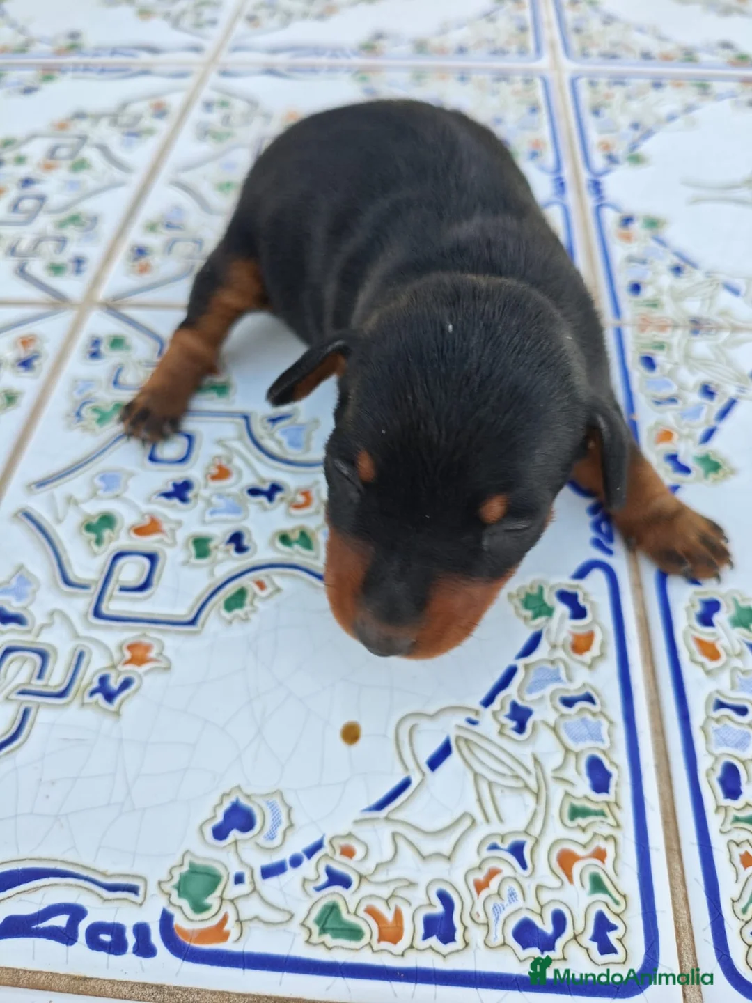 Pinscher Miniatura perros en venta: Pinscher Miniatura Top - Anuncio 1