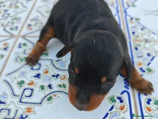 Pinscher Miniatura perros Pinscher Miniatura Top - Anuncio 2
