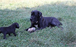 Dogo Alemán perros en venta: Dogo aleman / gran danés  - Imagen 7