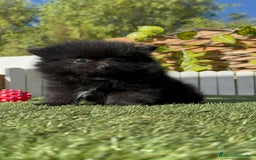 Pomerania perros en venta: POMERANIA HEMBRA - Imagen 4