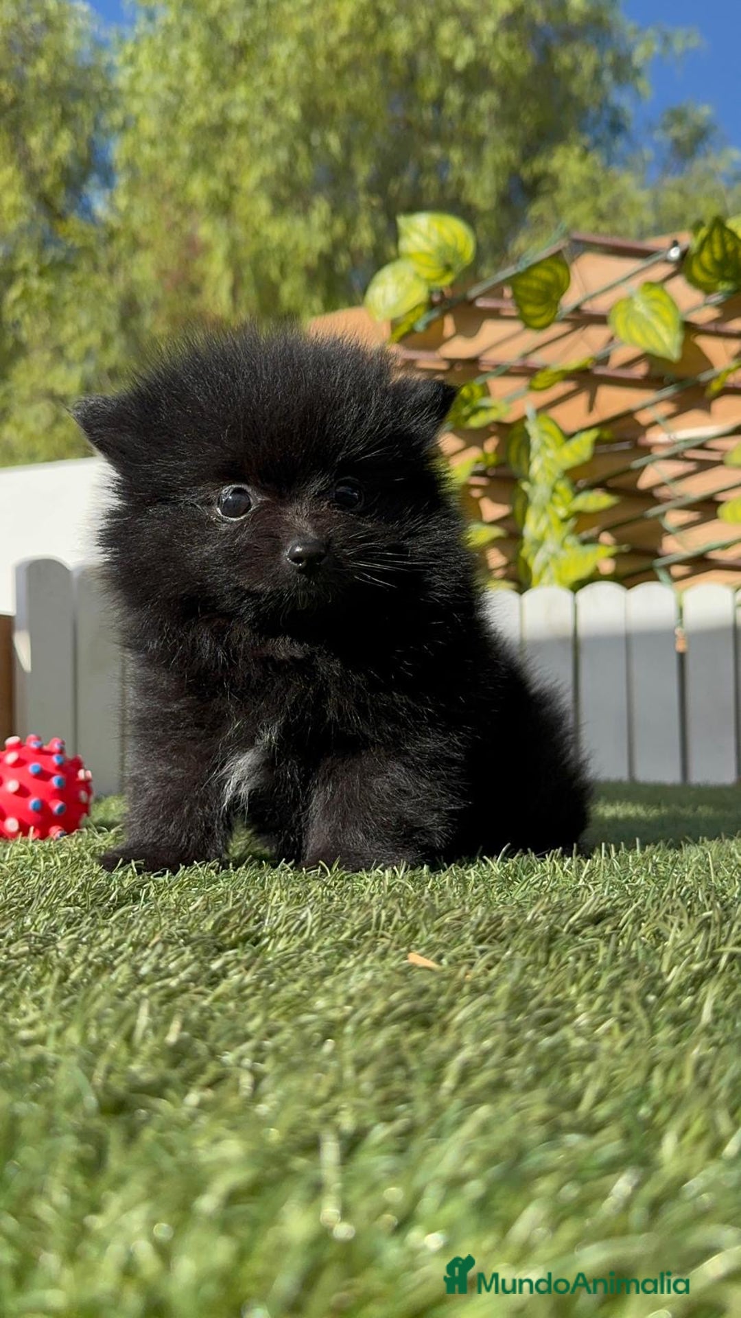 Pomerania perros en venta: POMERANIA HEMBRA - Imagen 4