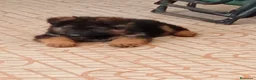 Pastor Alemán perros en venta: PASTOR ALEMAN - Anuncio 3