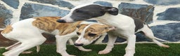 Whippet perros en venta: WHIPPET HEMBRA - Anuncio 2