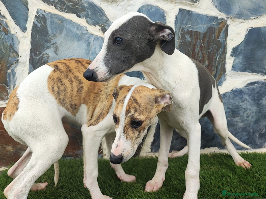 Whippet perros en venta: WHIPPET HEMBRA - Anuncio 2
