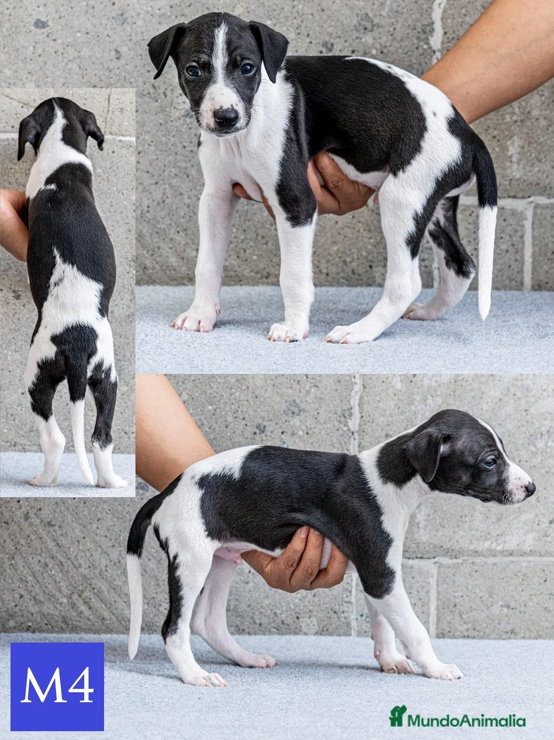 Whippet perros en venta: WHIPPET TARRAGONA  en Ciudad Real - Anuncio 2