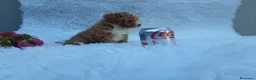 Caniche Toy perros en venta: IMPRECIONANTES  CANICHES  ROJO  TOY  - Anuncio 14