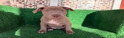 American Pit Bull Terrier perros en venta: pitbull - Anuncio 21