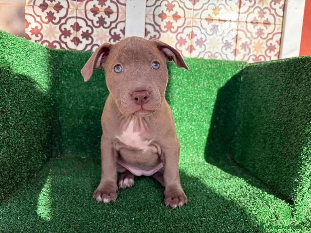 American Pit Bull Terrier perros en venta: pitbull - Anuncio 21