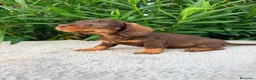 Teckel Miniatura perros en venta: TECKEL MINIATURA CHOCOLATE  - Anuncio 3
