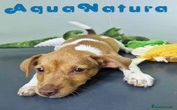 Jack Russell Terrier perros en venta: Jack Russel Macho JMU 7730 AQUANATURA - Imagen 3