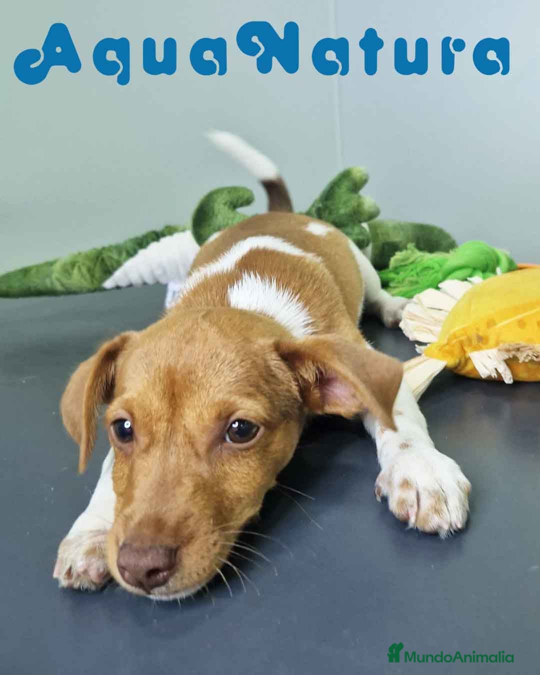 Jack Russell Terrier perros en venta: Jack Russel Macho JMU 7730 AQUANATURA - Imagen 3