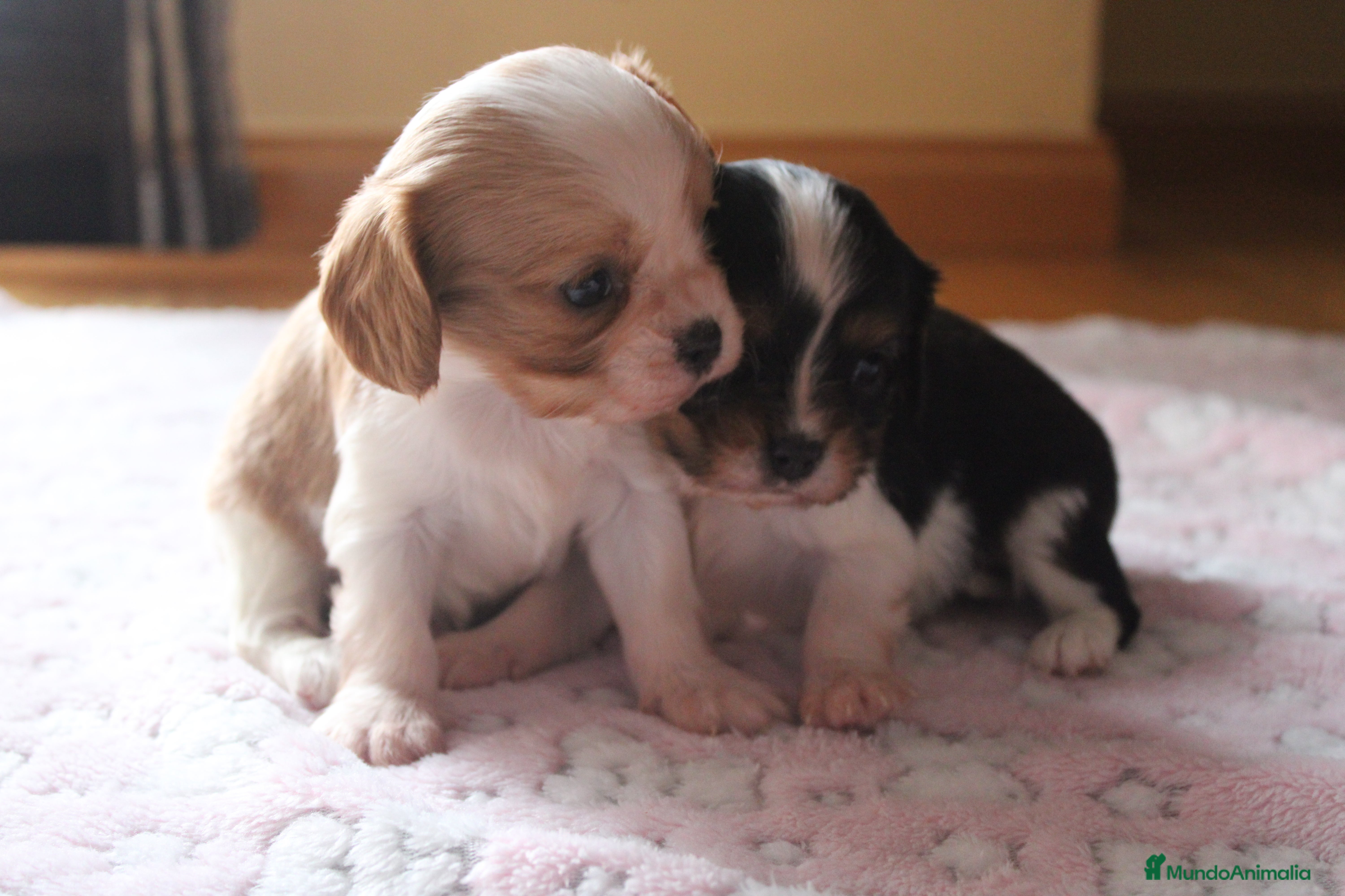 Cavalier King Charles Spaniel perros Machos de cavalier - Anuncio 1
