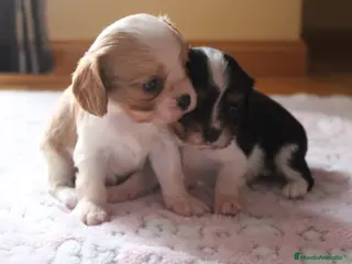 Cavalier King Charles Spaniel perros Machos de cavalier - Anuncio 1