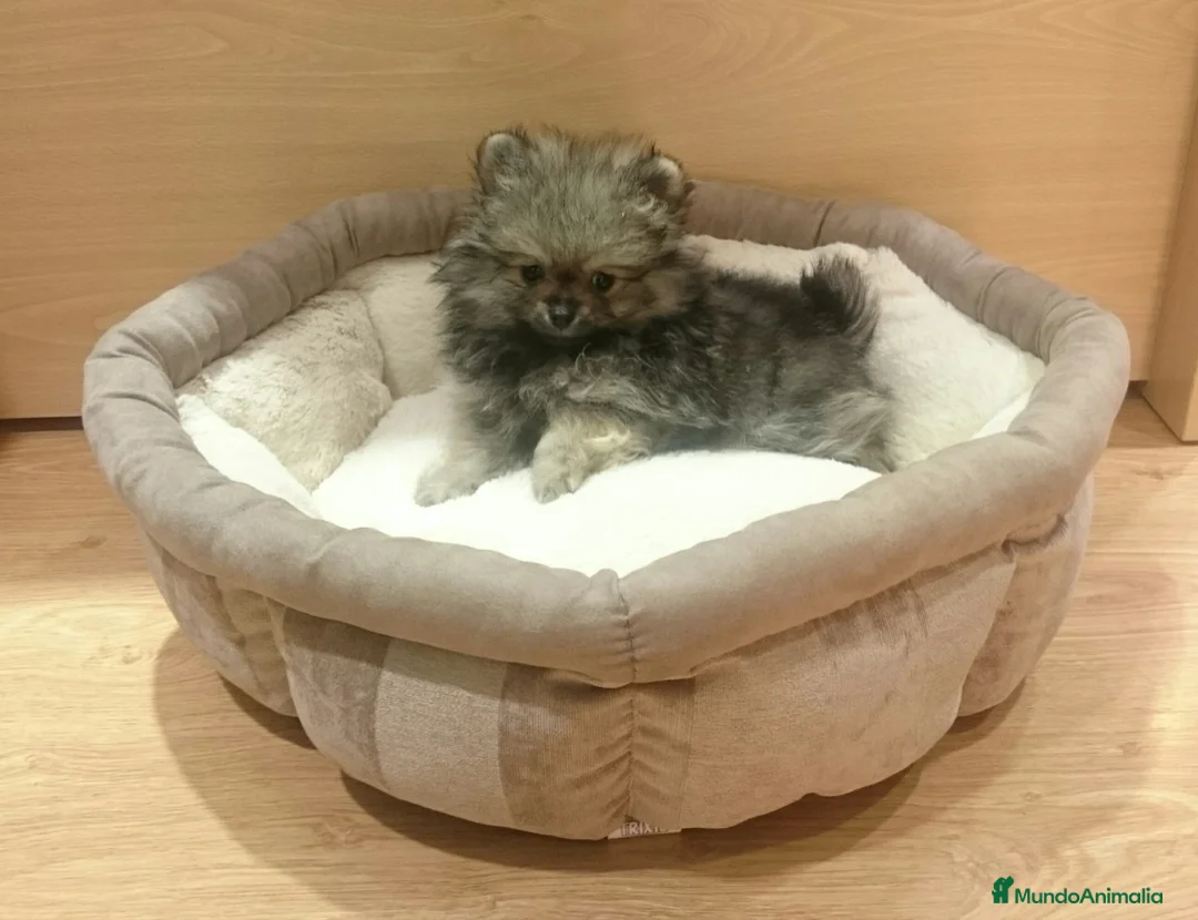 Pomerania perros en venta: Cachorros de Lulú de Pomerania en Barcelona - Anuncio 3