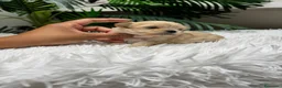 Maltipoo perros en venta: 🎀 MALTIPOO TOY 🎀 - Anuncio 3